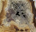 Dicot Petrified Wood Slice - Texas #63458-1